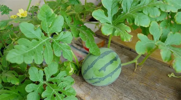 выращивание арбуза в домашних условиях. как вырастить арбуз в домашних условиях. 2