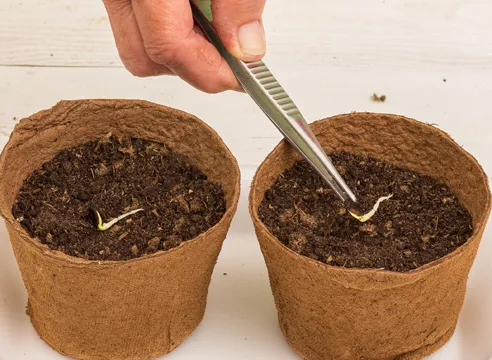 выращивание арбуза на рассаду. как посадить арбуз на рассаду. 9