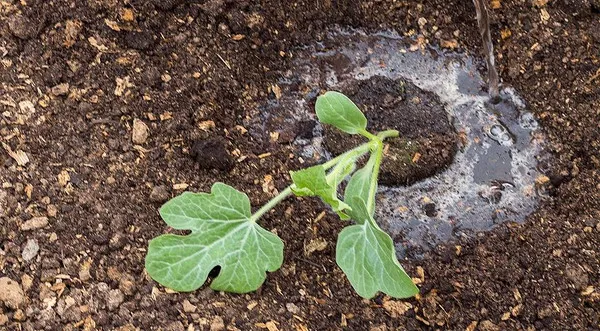 выращивание арбуза на рассаду. как посадить арбуз на рассаду. 10