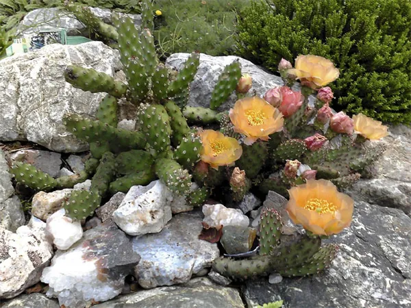 альпийские горки своими руками: очарование уникальной природы на вашем участке. растения для альпийской горки. 15