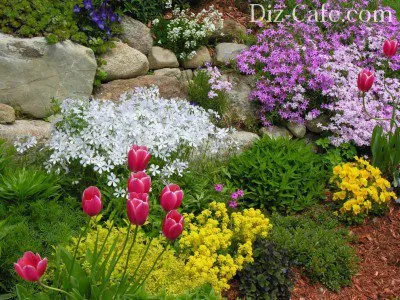 покровные и цветущие растения для альпинария