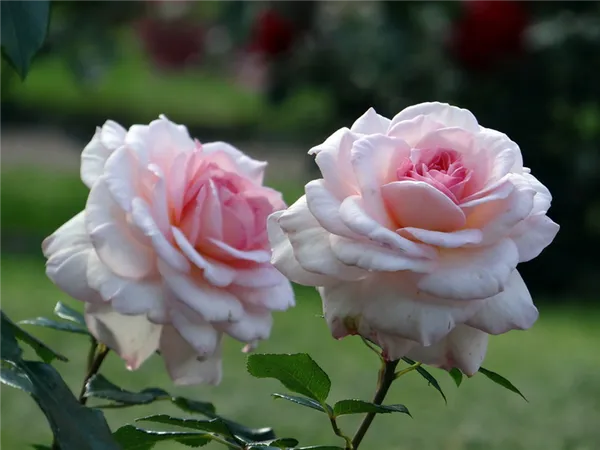 использование роз в многолетних клумбах
