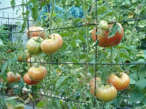 помидоры подвязанные к сетке
