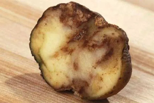 фитоспороз картофеля
