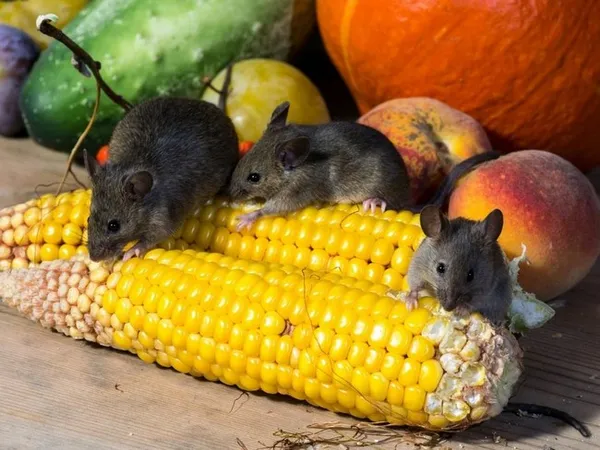 борьба с мышами на дачном участке: 5 лучших средств. как избавиться от мышей на участке. 2