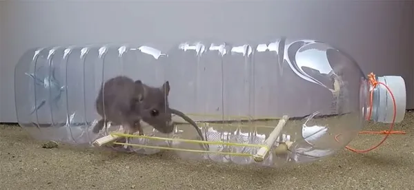 борьба с мышами на дачном участке: 5 лучших средств. как избавиться от мышей на участке. 20