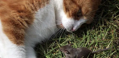 бороться с мышами в огороде поможет кошка