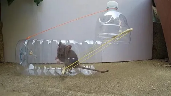 борьба с мышами на дачном участке: 5 лучших средств. как избавиться от мышей на участке. 18