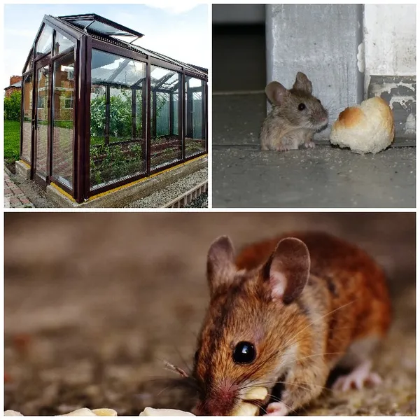 борьба с мышами на дачном участке: 5 лучших средств. как избавиться от мышей на участке. 3