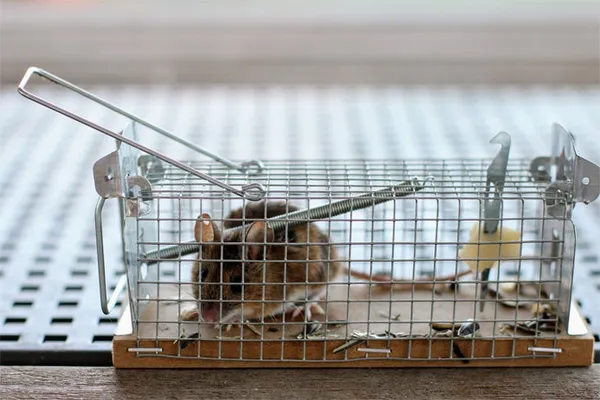 борьба с мышами на дачном участке: 5 лучших средств. как избавиться от мышей на участке. 11