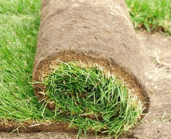 технология укладки и правила выращивания рулонного газона. технология укладки рулонного газона. 3
