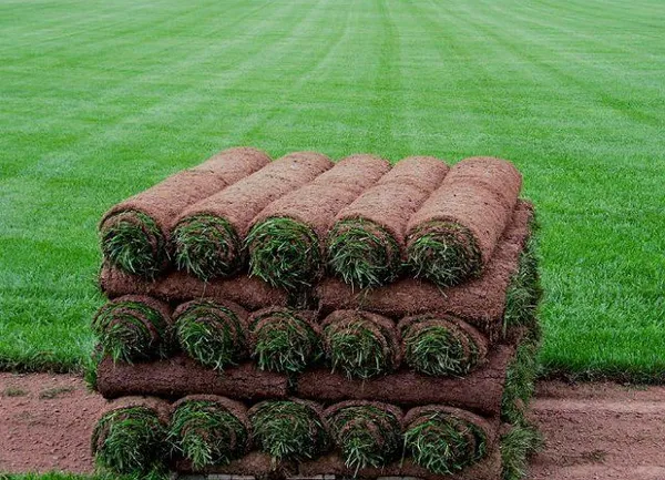 технология укладки и правила выращивания рулонного газона. технология укладки рулонного газона. 11