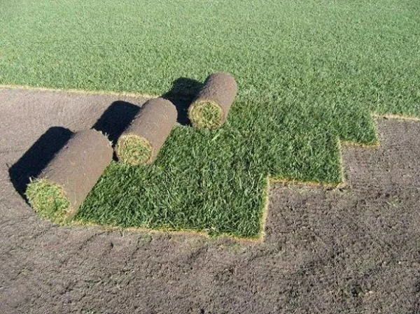 технология укладки и правила выращивания рулонного газона. технология укладки рулонного газона. 5