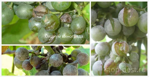 оидиум винограда, внешние признаки поражения ягод 