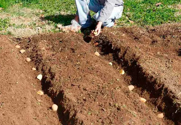 табу – надежный защитник картофеля от колорадского жука. табу для обработки картофеля. 7