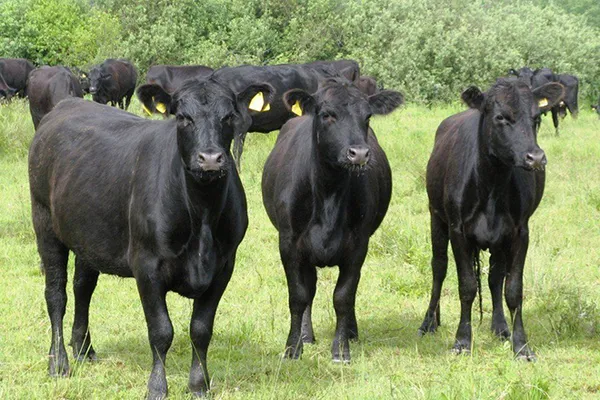 описание абердин-ангусской породы коров