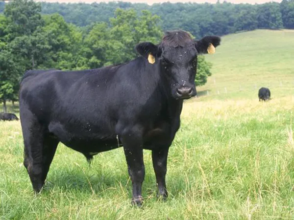 абердин-ангусская порода коров: характеристика