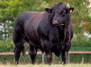абердин-ангусская порода коров: особенности ухода