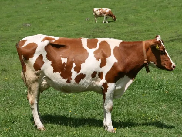 айширская порода коров на лугу