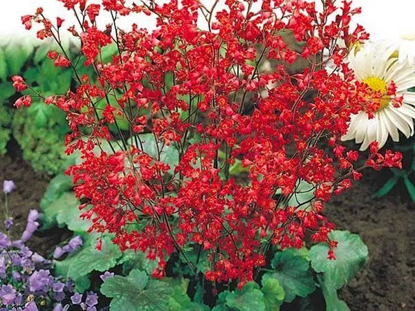 красные цветы гейхеры