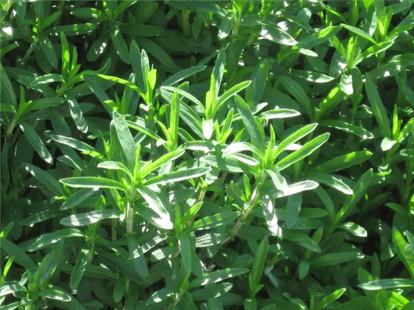 травянистое садовое растение - чабер. как ухаживать и чем полезно?