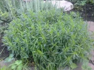 травянистое садовое растение - чабер. как ухаживать и чем полезно?