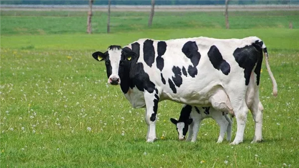 черно-пестрая порода коровы с теленком