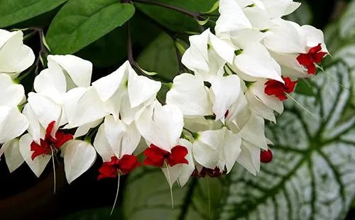 белые и красные цветы клеродендрума 