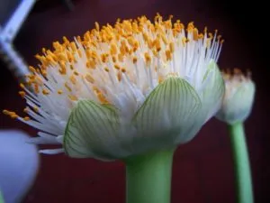 гемантус белоцветковый