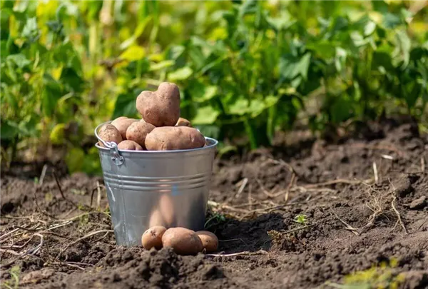 применение гербицидов на картофеле