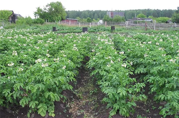 картофельное поле до обработки лазуритом