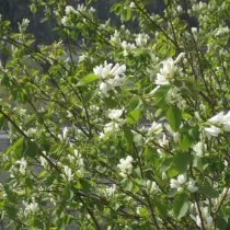 ирга ольхолистная (amelanchier alnifolia)
