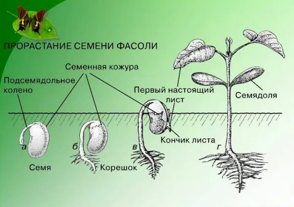 схема прорастания семян фасоли