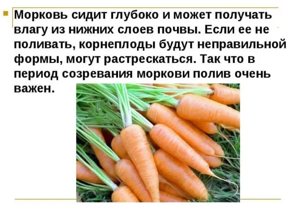 полив моркови в период созревания