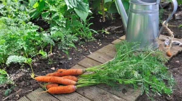 как часто и правильно поливать морковь. как часто поливать морковь. 2