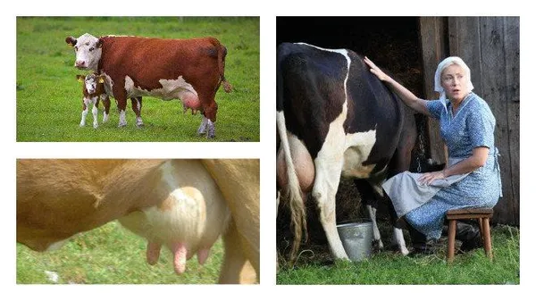доение коровы