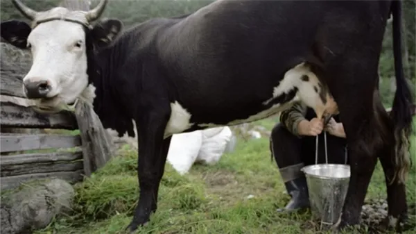 во время запуска для молочных коров двухразовое доение продлевается на неделю