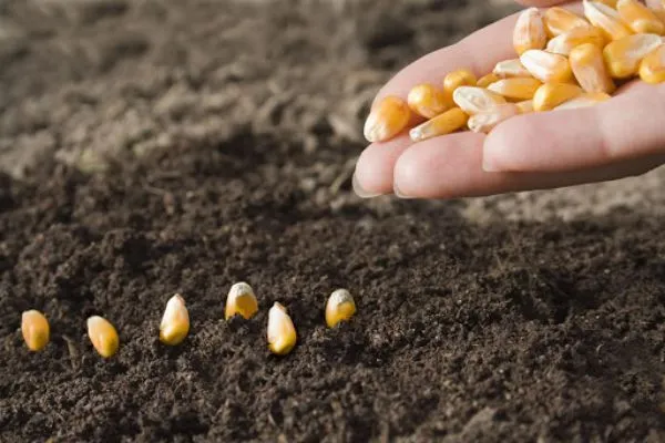 как правильно посадить кукурузу в огороде и на дачном участке. как сажать кукурузу в открытый грунт семенами. 9