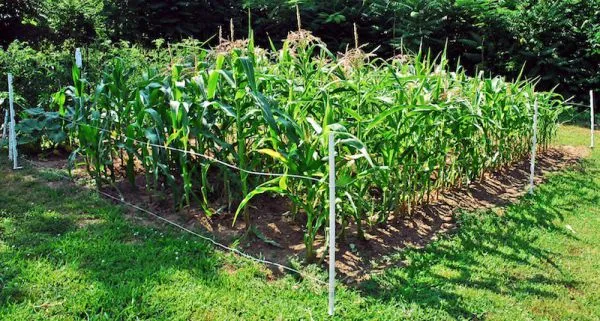 как правильно посадить кукурузу в огороде и на дачном участке. как сажать кукурузу в открытый грунт семенами. 8