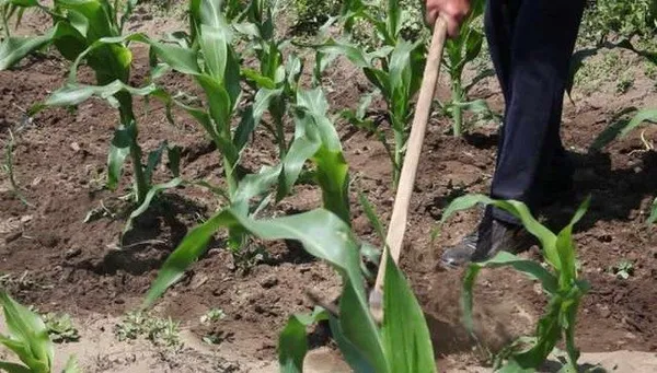 посадка кукурузы семенами в открытый грунт