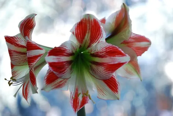 3 цветка гиппеаструма