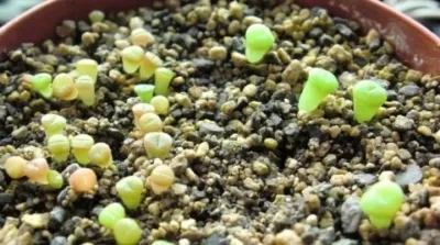 как вырастить литопсы из семян, как ухаживать за всходами и взрослыми растениями. литопсы выращивание из семян в домашних условиях. 4