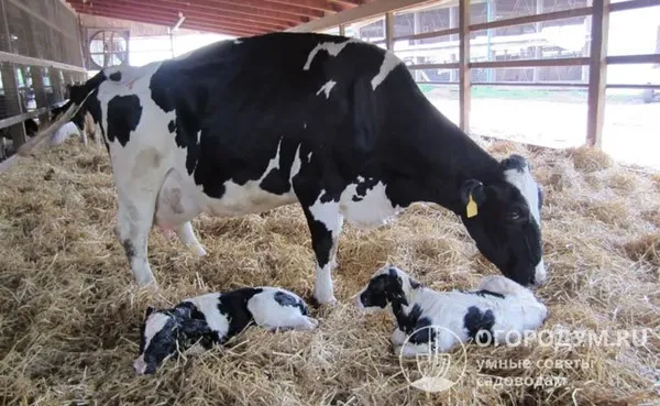 двойни у молочного скота рождаются в 2,2% случаев, тройни – в 0,03%; монозиготные телята-близнецы составляют 5-10% от всех многоплодных отелов