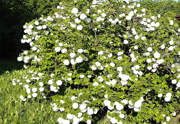калина бульденеж: что нужно легендарному сорту для регулярного цветения. калина бульденеж фото и описание. 7