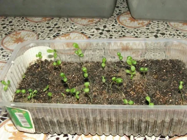 выращивание растения из семян