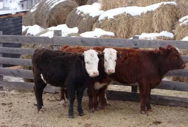 казахская порода коров – характеристика белоголовой крс и отзывы. казахская белоголовая порода коров. 5