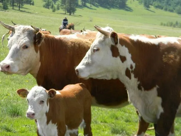 казахская порода коров – характеристика белоголовой крс и отзывы. казахская белоголовая порода коров. 4