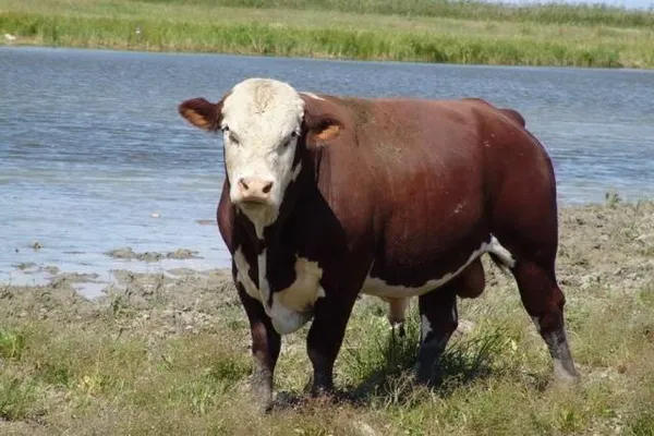 казахская порода коров – характеристика белоголовой крс и отзывы. казахская белоголовая порода коров. 3