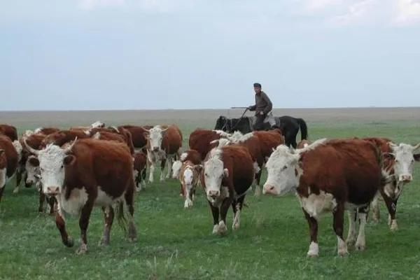 казахская порода коров – характеристика белоголовой крс и отзывы. казахская белоголовая порода коров. 2