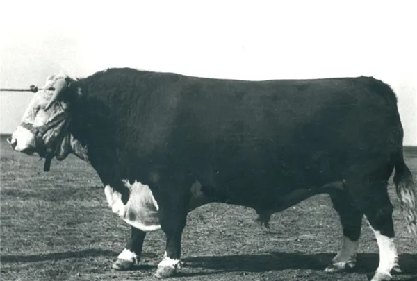 казахская белоголовая порода коров характеристика